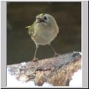 Regulus regulus - Wintergoldhaehnchen 15.jpg